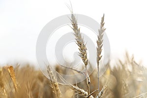 Ears of wheat in the field. Grain cultivation and bread production. Close-up