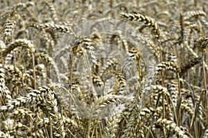 Ears of Wheat in Field at Harvest Time