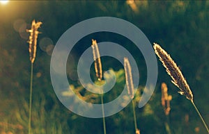 ears of wheat field nature village