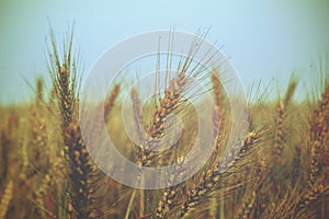 Ears of wheat on the field - vintage