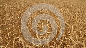 ears wheat field wind. farming concept. ears wheat farm. summer harvest beautiful yellow summer wheat. agriculture