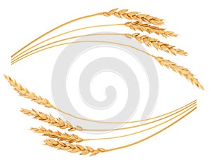 Ears of wheat. Frame