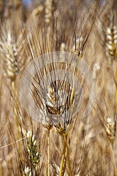 Ears Wheat, grain, siclian anciente grain photo