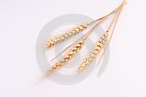 Ears of Wheat grain on white