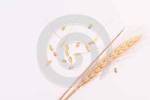 Ears of Wheat grain on white
