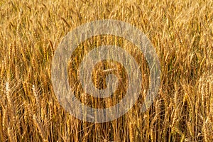 Ears of wheat grow in a field on a farm