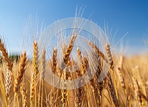 Ears of wheat grow in a field on a farm