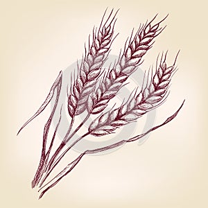 Ears of wheat hand drawn vector illustration sketch