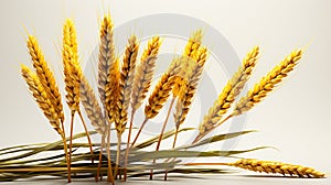 ears of wheat HD 8K wallpaper