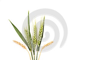 Ears of wheat isolated on white background.