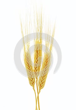 Ears of wheat isolated on white background