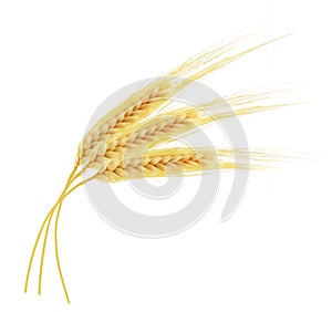 Ears of wheat isolated on white background