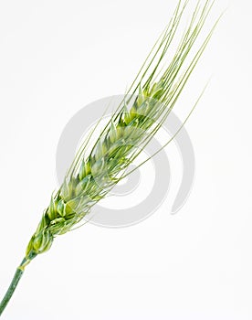 Ears of Wheat Isolated on White Background