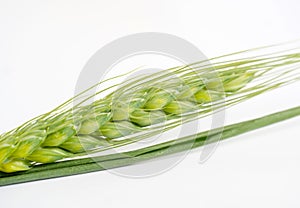 Ears of Wheat Isolated on White Background