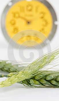 Ears of Wheat Isolated on White Background