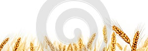 Ears of wheat isolated on a white background. Horizontal banner.
