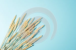 Ears of wheat on light blue background. Flat lay, copy space