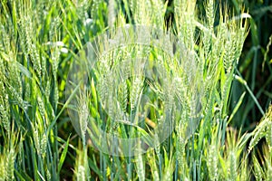 The ears of wheat, oats, barley, malt, in a field, with reflections of yellow and green sun, with which sa fanira makes for excell