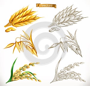 Ears of wheat, oats, rice. 3d realism and engraving styles. Vector