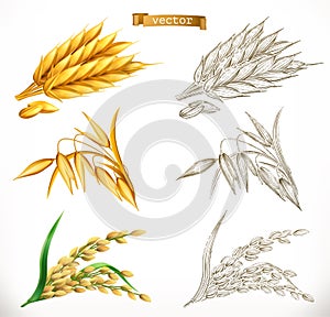 Ears of wheat, oats, rice. 3d realism and engraving styles. Vector photo