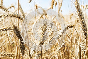 Ears of wheat