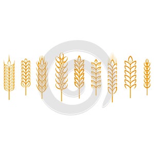 Ears of wheat, rye, rice. Cereals Design Elements.