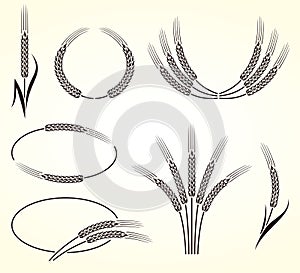 Ears of wheat and rye set. Vector