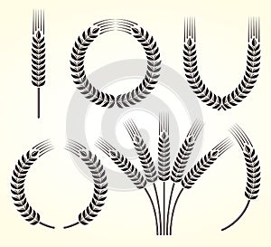 Ears of wheat and rye set. Vector