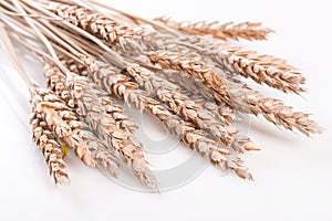 Ears of wheat or rye
