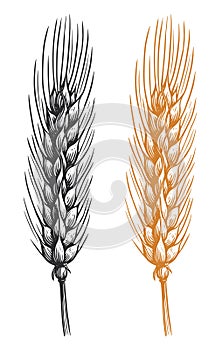 Ears of wheat spikelets with grains. Organic vegetarian food packaging element. Isolated vector illustration