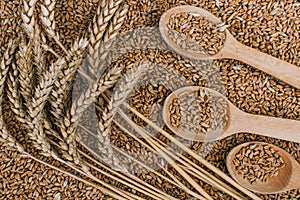 Ears of Wheat and spoon of Wheat Grains on wooden table