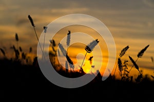 Ears of wheat on sunset