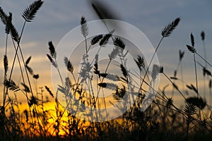 Ears of wheat on sunset