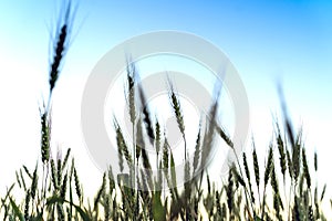 Ears of wheat at sunset in the countrysid