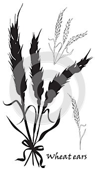 Ears of wheat tied. Black silhouette on white background