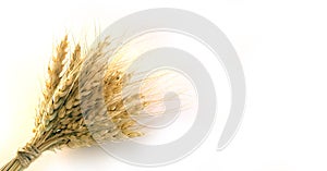 Ears of wheat tied in a bunch on white background. Photo for agricultural fairs, summer and autumn holidays. photo