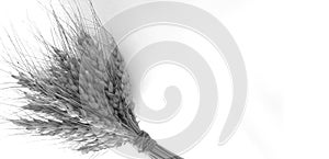 Ears of wheat tied in a bunch on white and black color background. Photo for agricultural fairs, summer and autumn holidays. photo