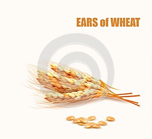 Ears of wheat. Vector