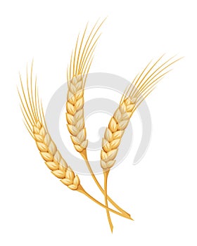 Ears of wheat. Vector illustration.