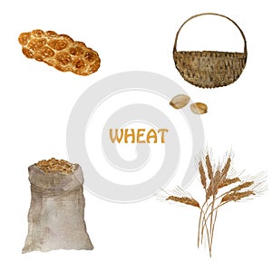 Ears of wheat. Watercolor stages of bread production with wheat grains, challah, basket of grain.