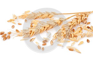 Ears of wheat and wheat grains