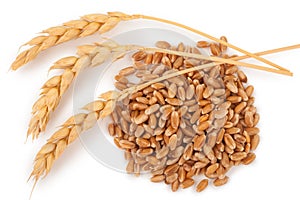 Ears of wheat and wheat grains