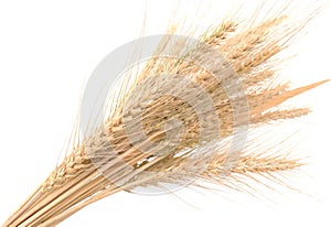 Ears of wheat on a white background