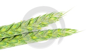 Ears of Wheat on White Background