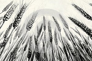 ears of wheat on a white background. monochrome image. photo