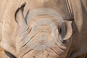 Ears of a white rhinoceros