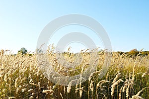 Ears of wild cereals bend under the wind against the blue sky