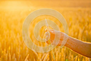 Ears of yellow wheat fields in man hands in the field. Close up nature photo. Idea of a rich harvest.