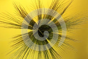 Ears of young green wheat on a yellow background. Agriculture. Waiting for the harvest