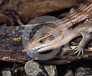 Earstern blue-tongue lizard